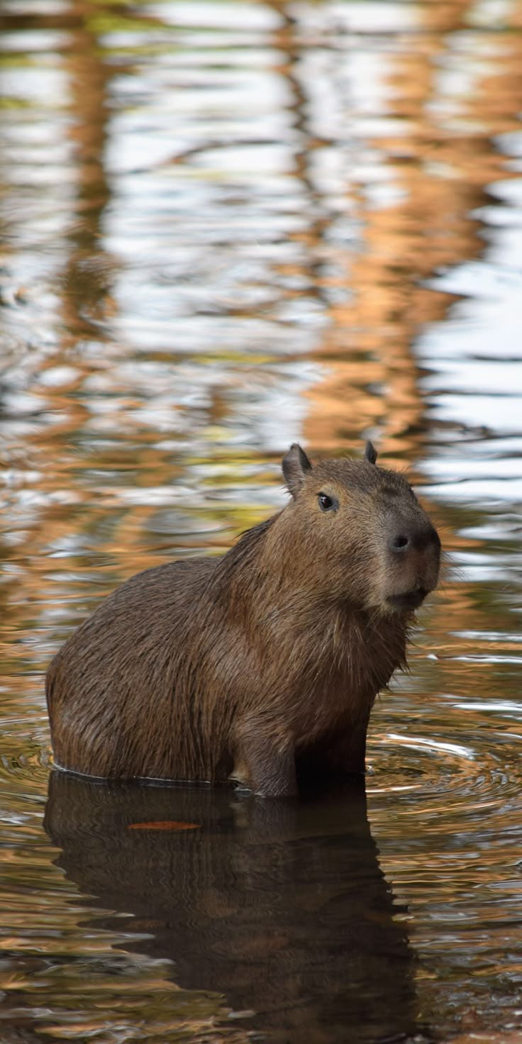 Capybara Hintergrundbild