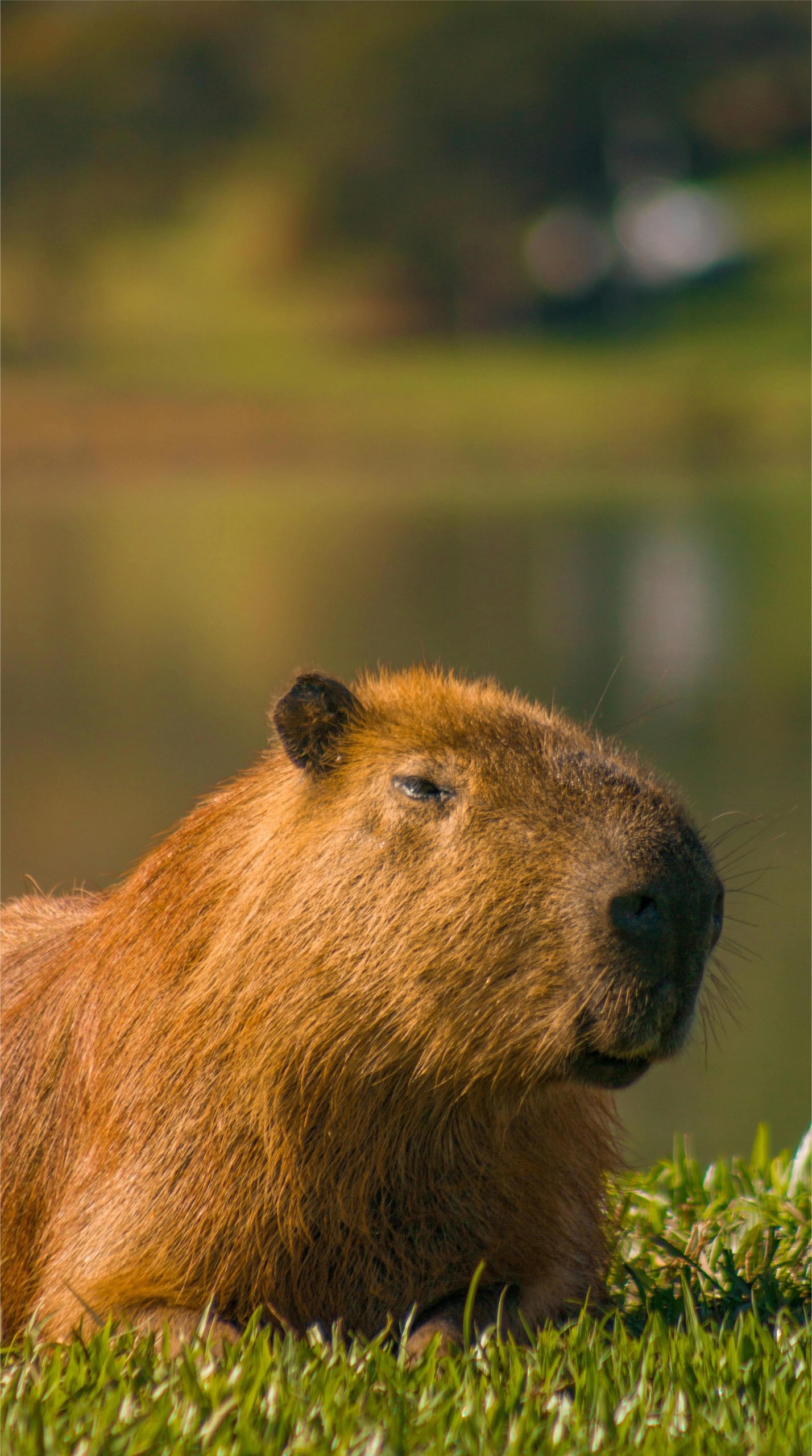 Capybara Hintergrundbild