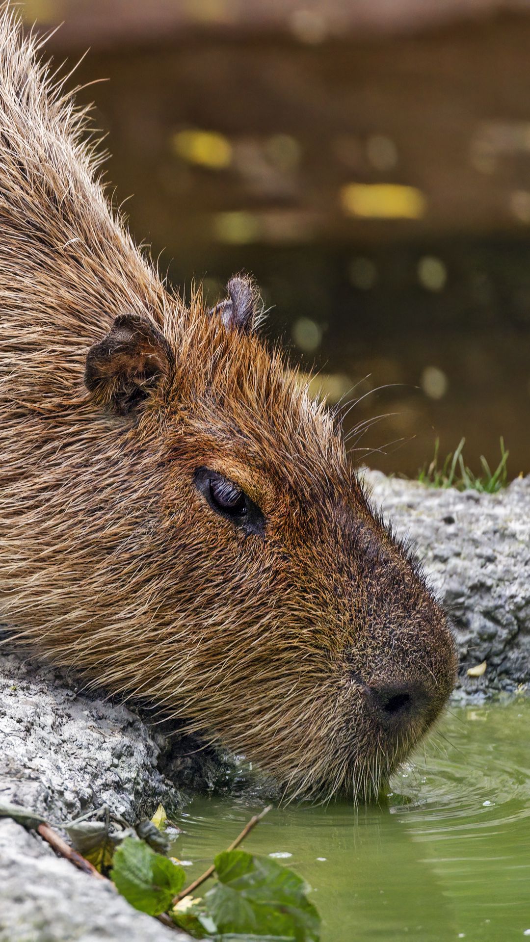 Capybara Hintergrundbild