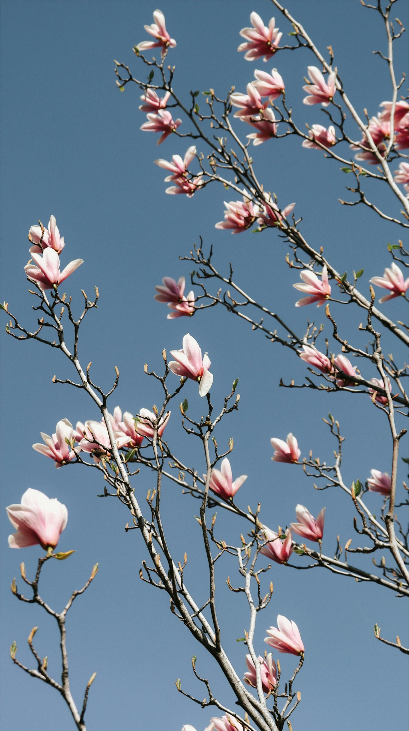 Hintergrundbilder Magnolien