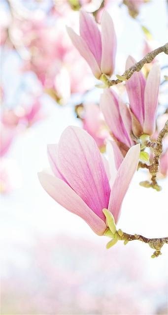 Hintergrundbilder Magnolien
