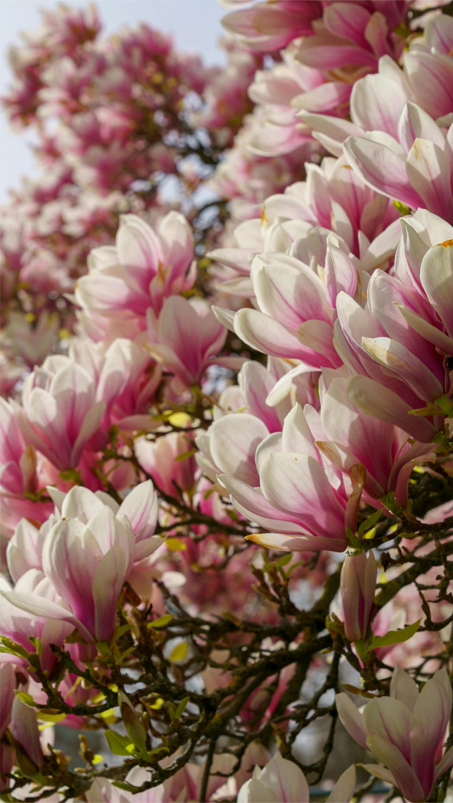 Hintergrundbilder Magnolien