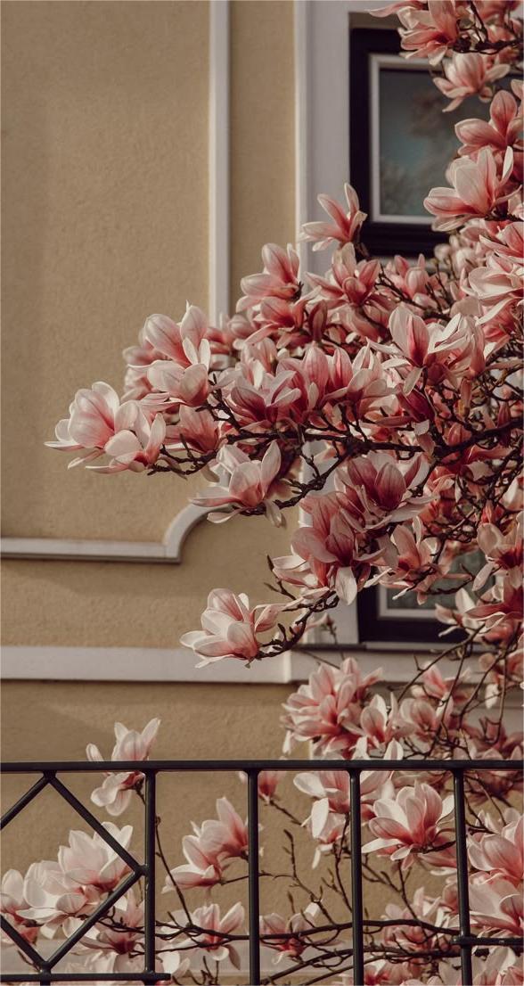 Hintergrundbilder Magnolien