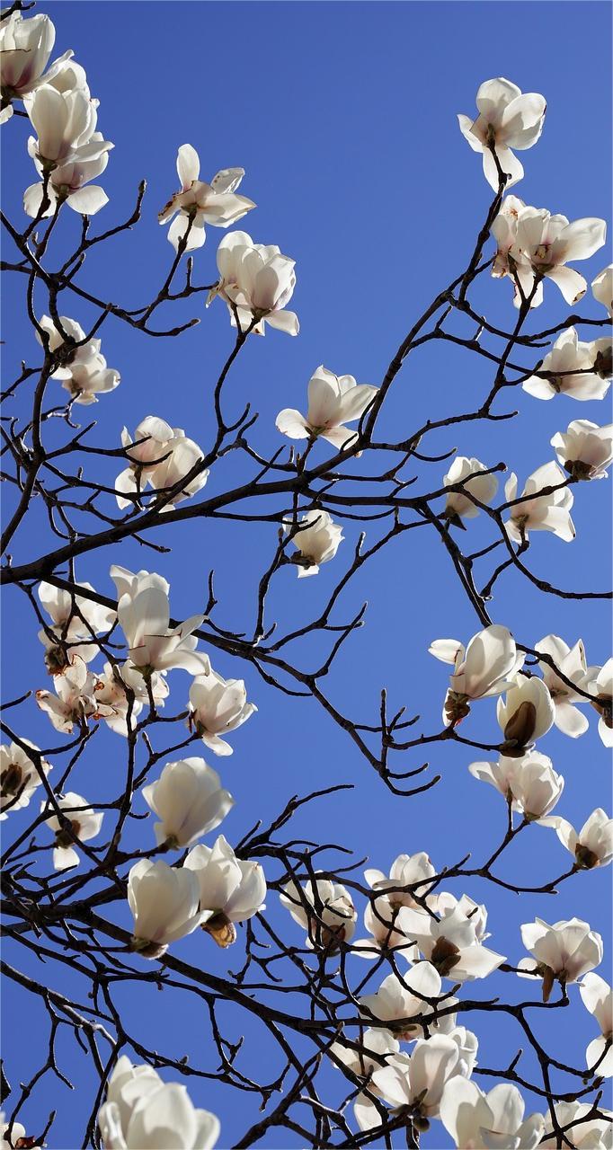 Hintergrundbilder Magnolien