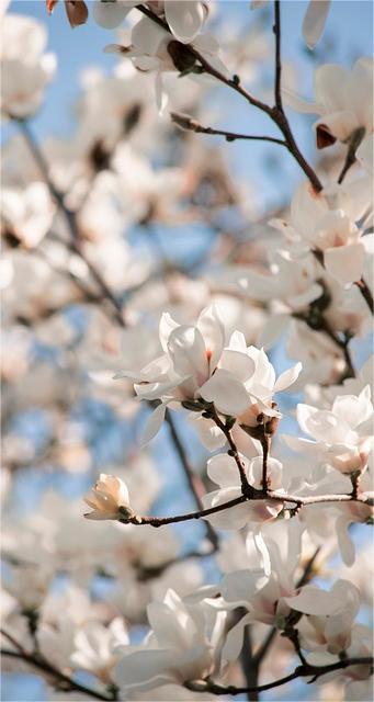 Hintergrundbilder Magnolien