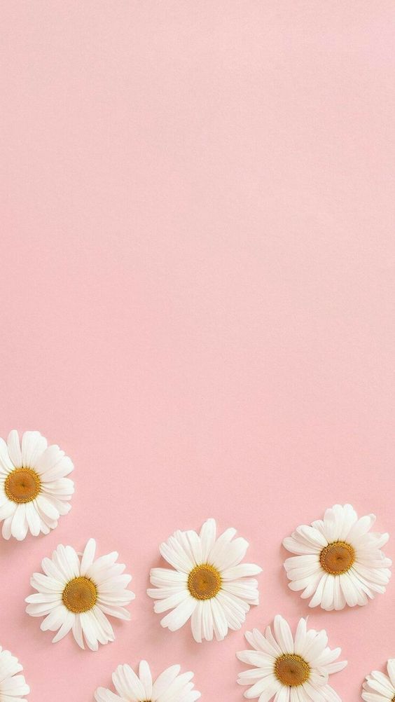 Hintergrundbilder Rosa