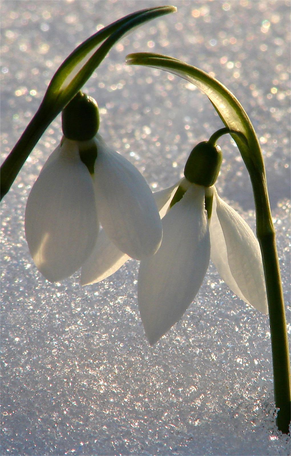 Hintergrundbilder Schneeglöckchen