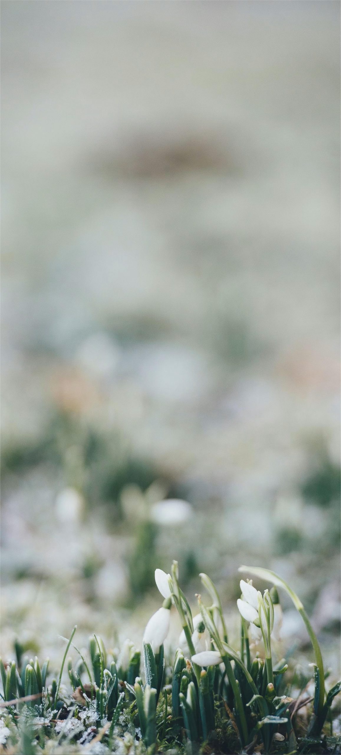 Hintergrundbilder Schneeglöckchen