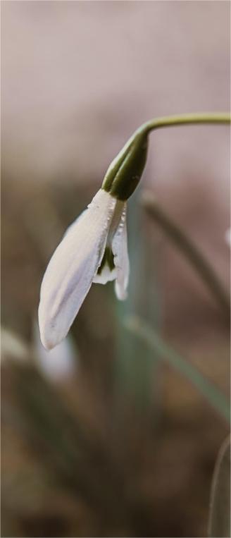 Hintergrundbilder Schneeglöckchen