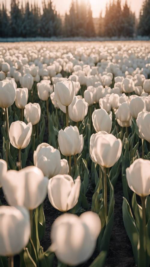 Hintergrundbilder Tulpen