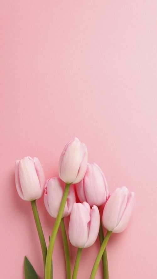 Hintergrundbilder Tulpen