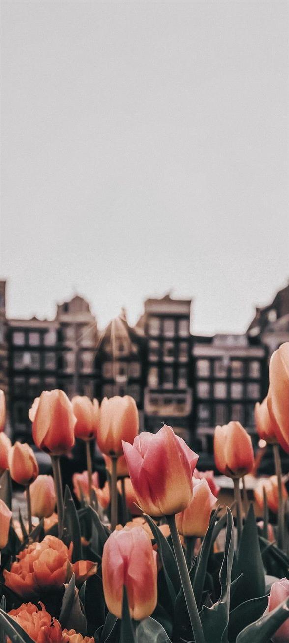 Hintergrundbilder Tulpen