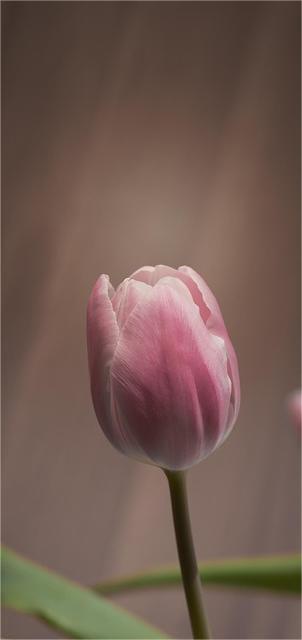 Hintergrundbilder Tulpen