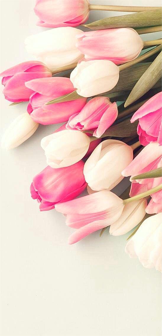 Hintergrundbilder Tulpen