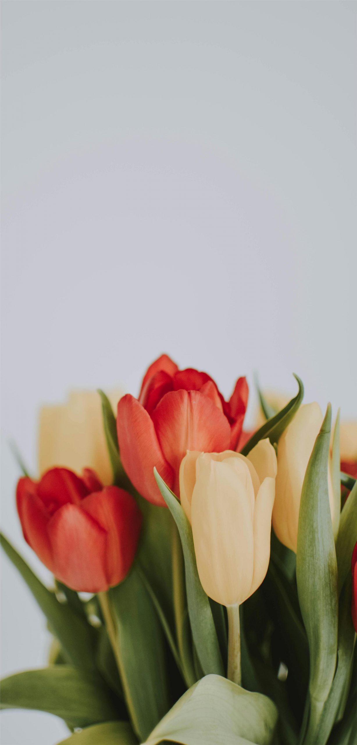 Hintergrundbilder Tulpen