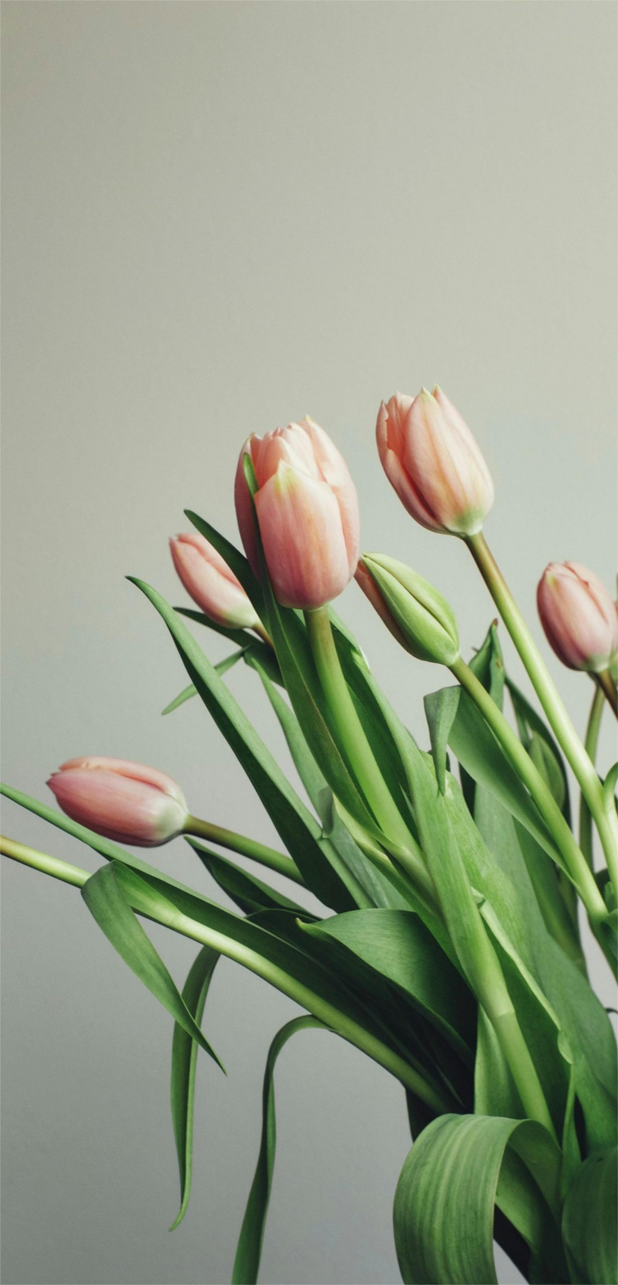 Hintergrundbilder Tulpen