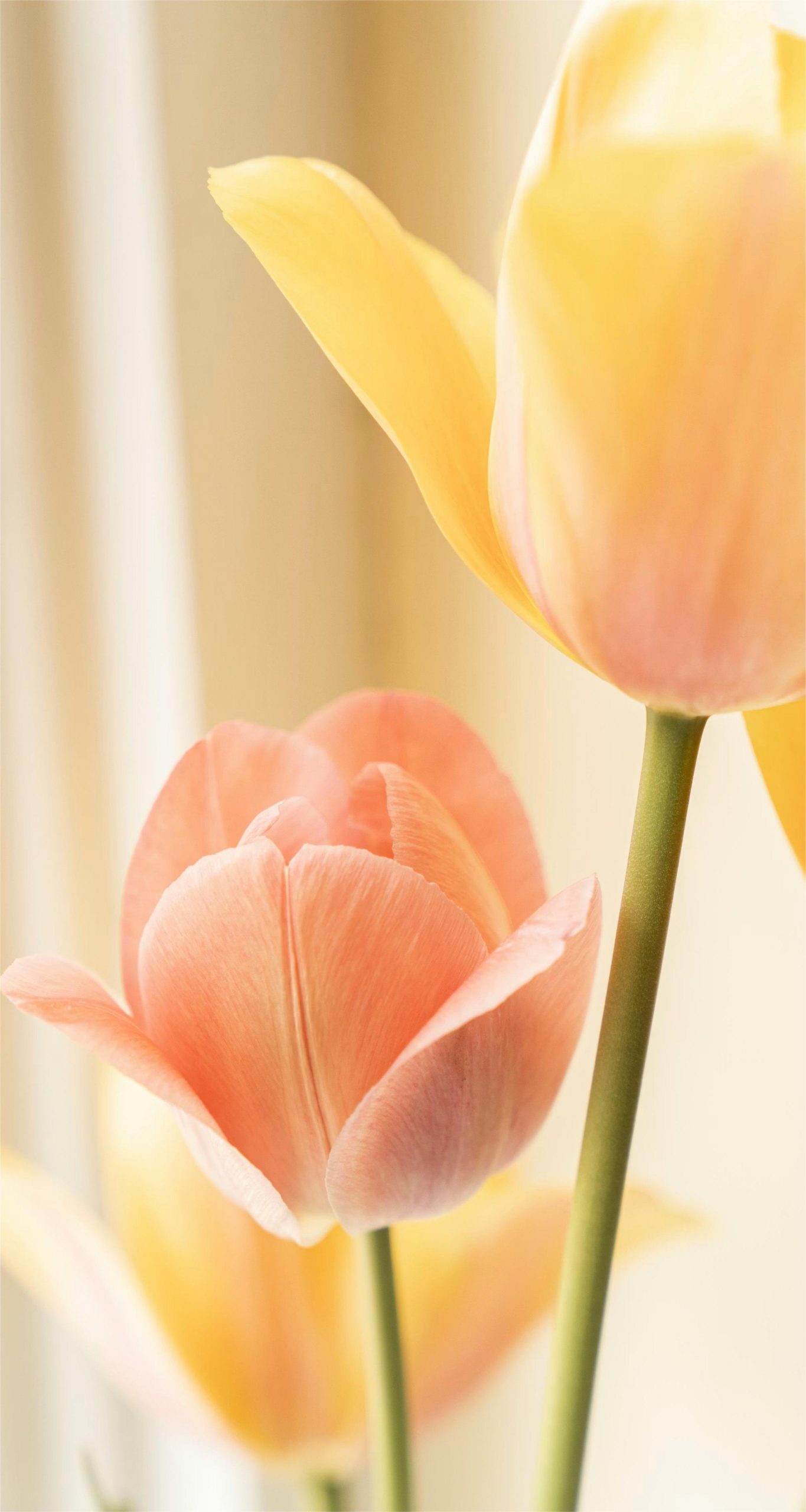 Hintergrundbilder Tulpen