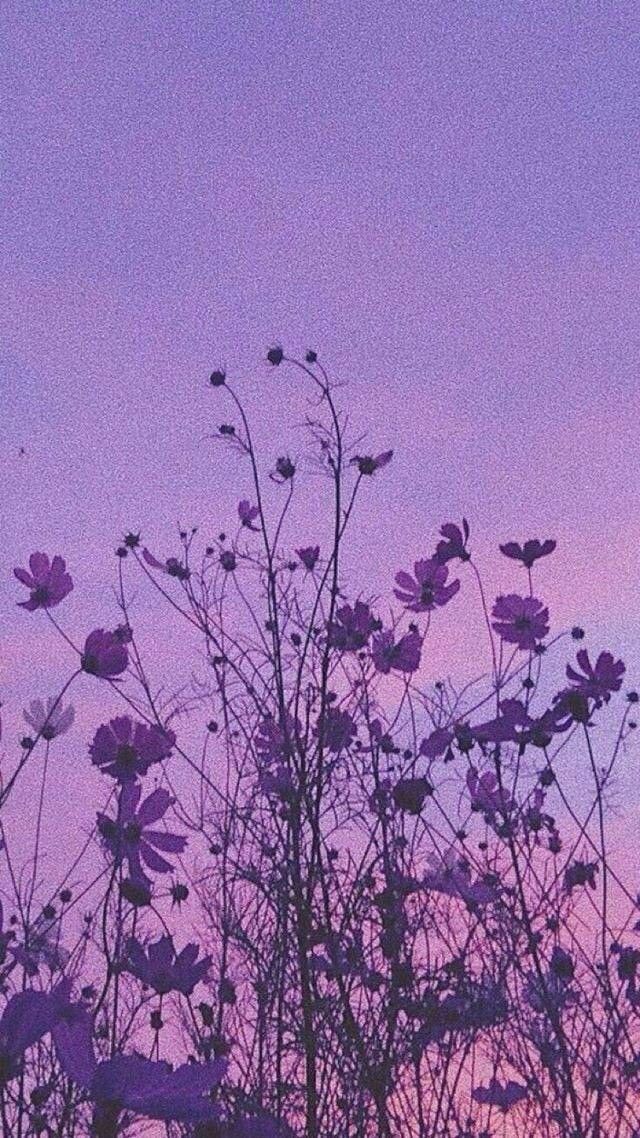 Lila Hintergrundbilder