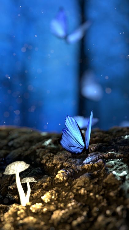 Schmetterlinge Hintergrundbilder