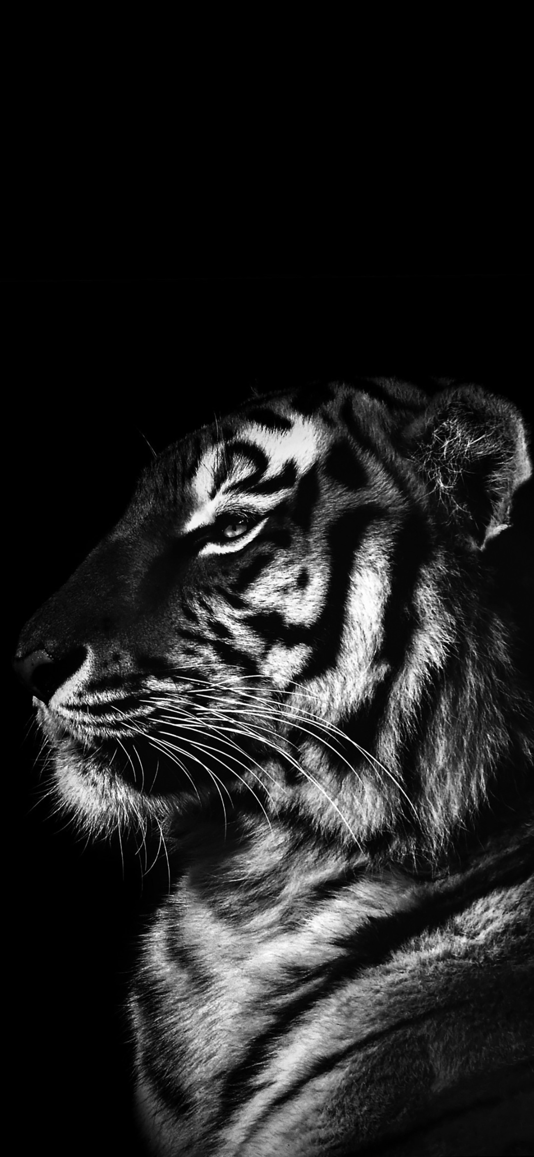 Tiger Hintergrundbilder