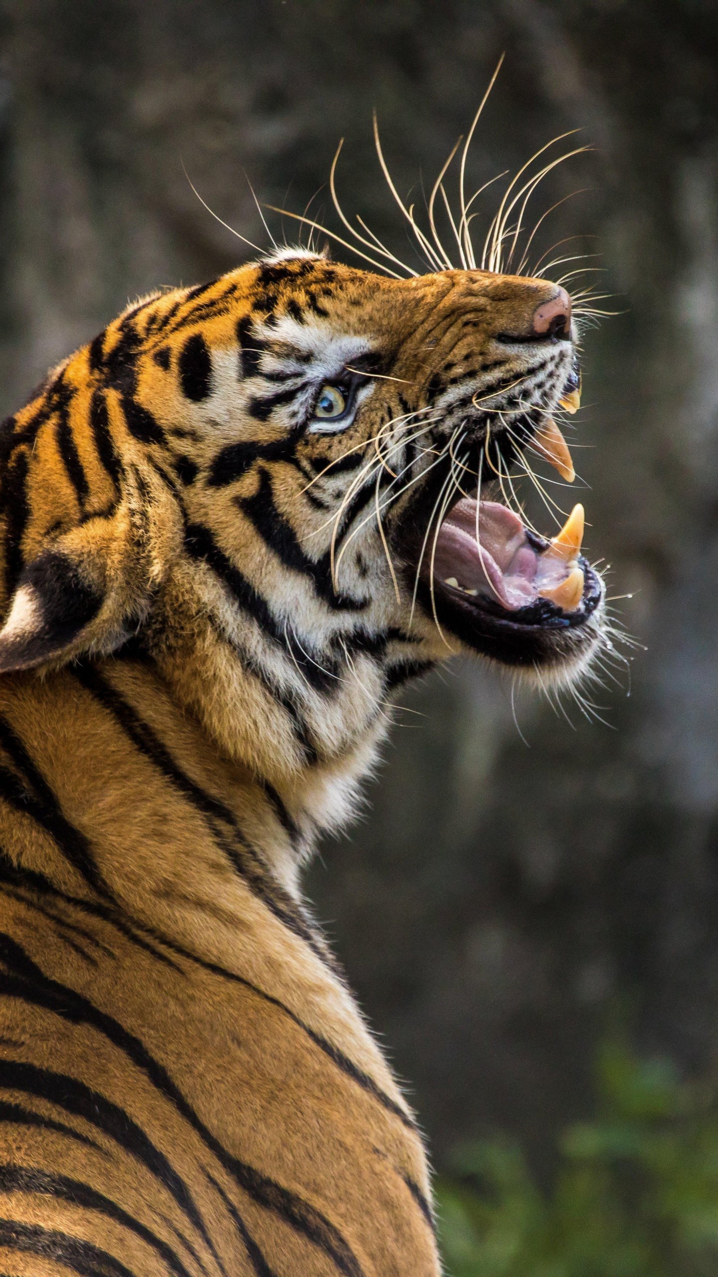 Tiger Hintergrundbilder