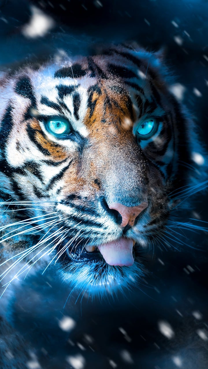 Tiger Hintergrundbilder