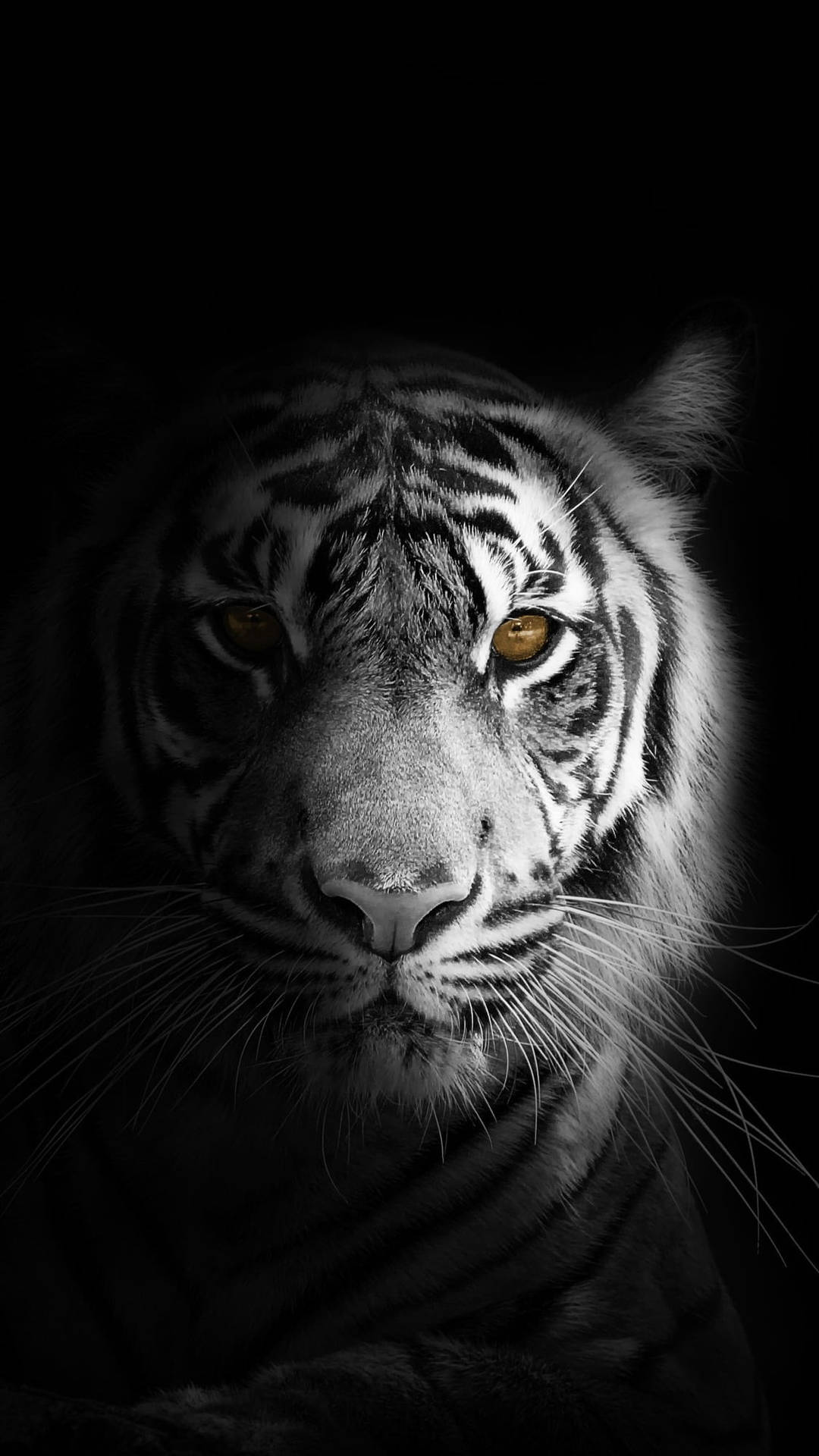 Tiger Hintergrundbilder