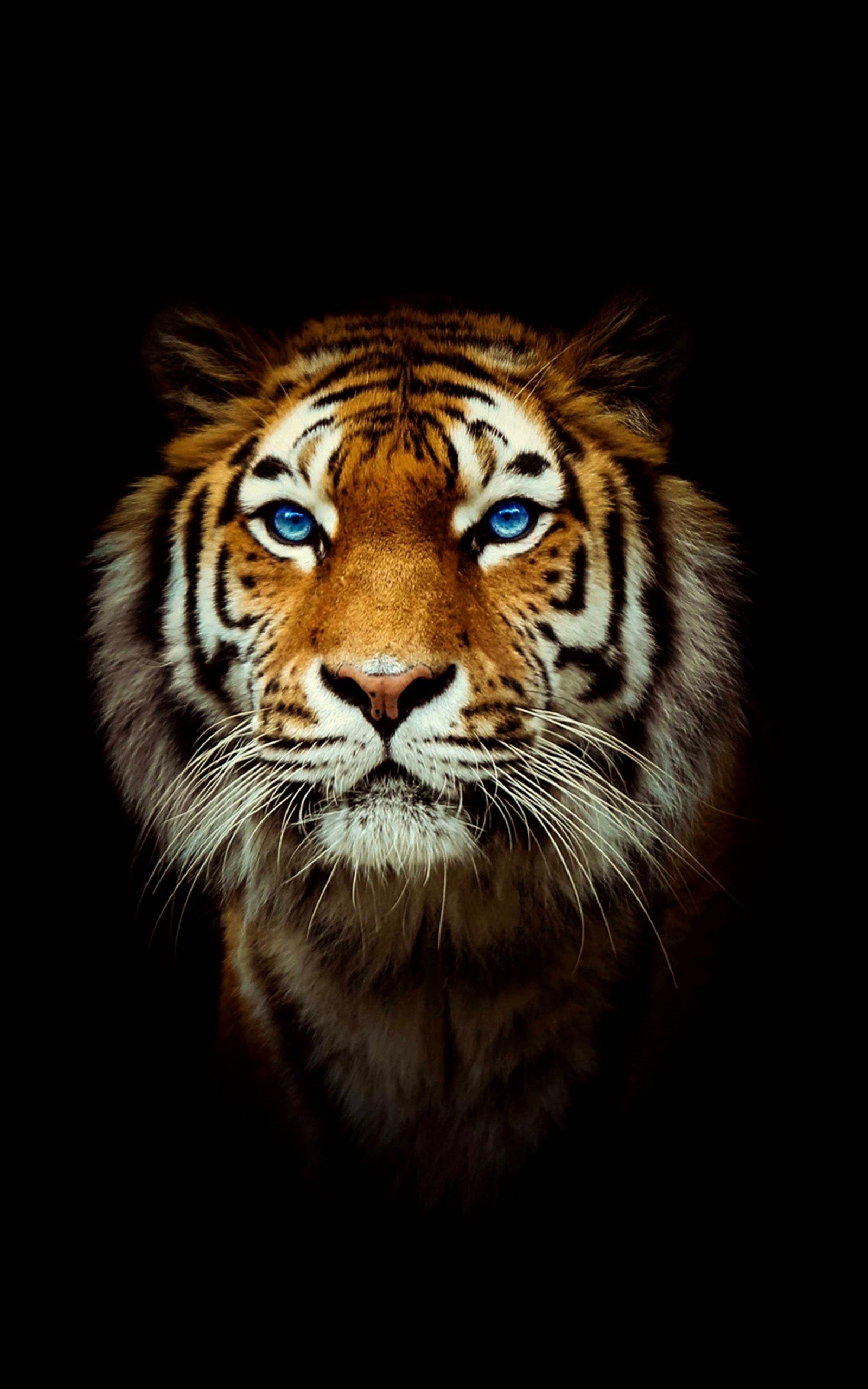 Tiger Hintergrundbilder