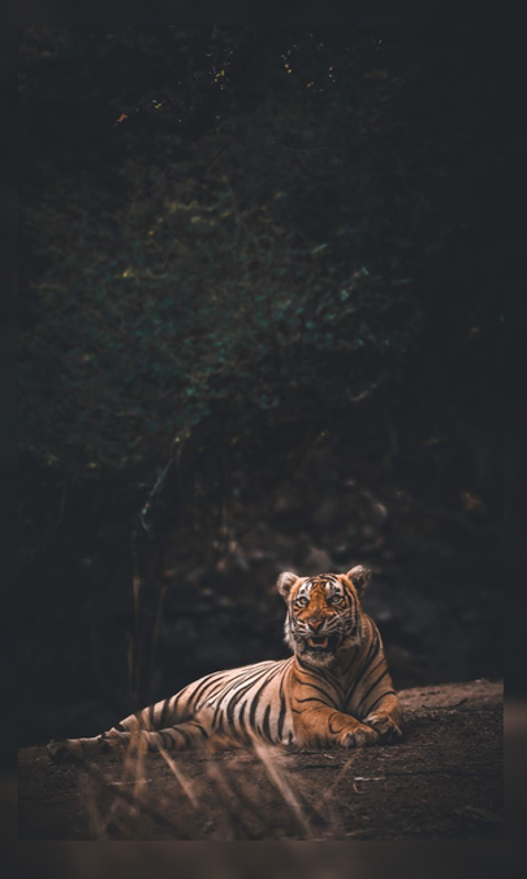 Tiger Hintergrundbilder