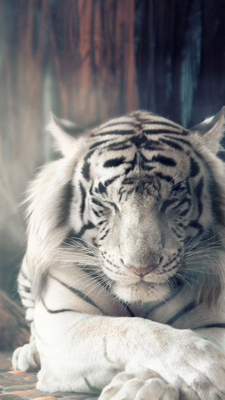 Tiger Hintergrundbilder