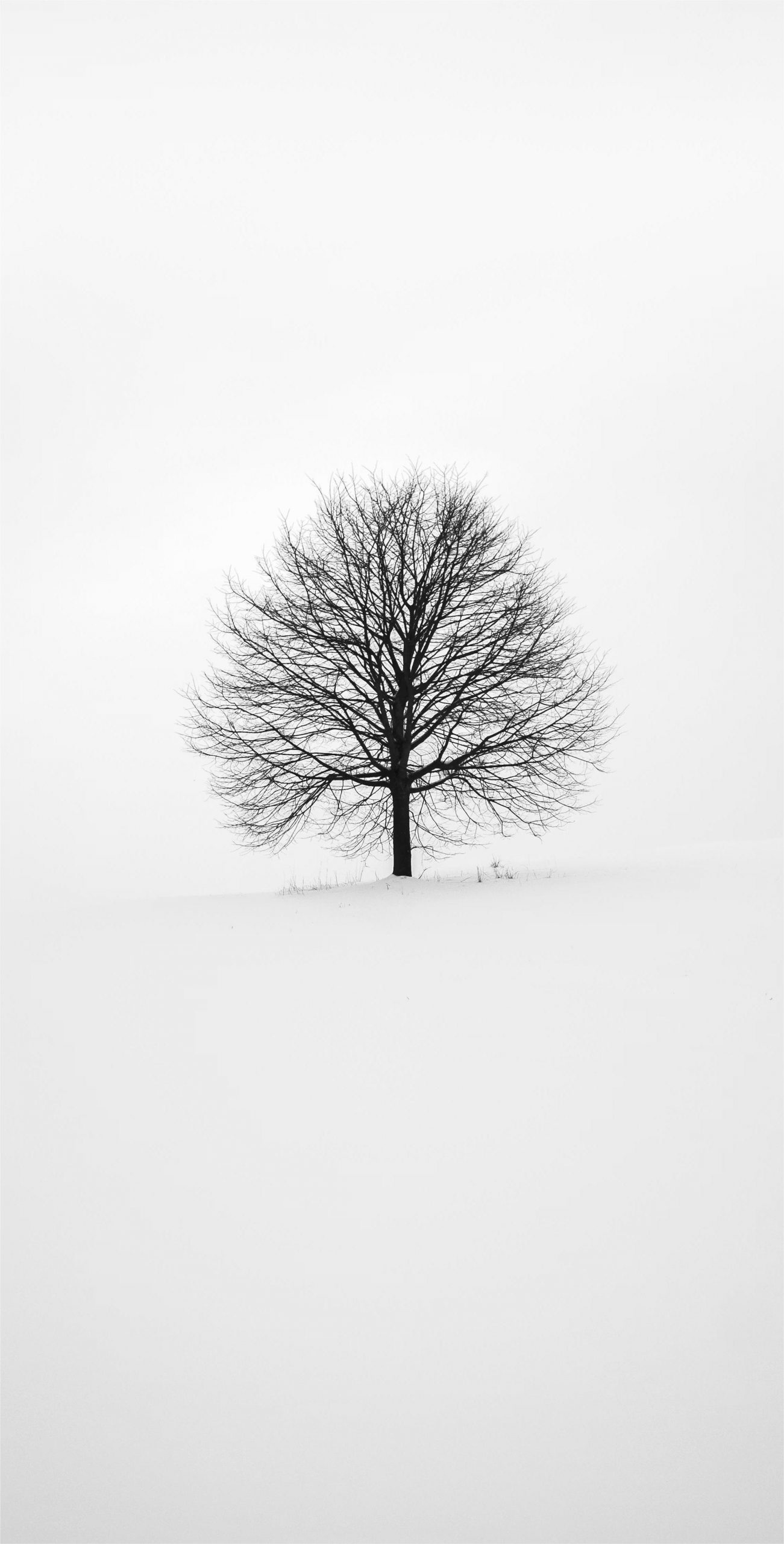 Weiß Hintergrundbilder